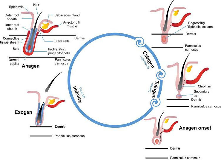 Hair Anatomy