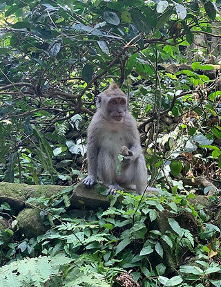 Ubud Monkey in Monkey Forest Bali