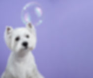 Cute West Highland White Terrier dog on purple background after grooming. Dog portrait amo