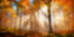 AUTUMN SUN.jpeg