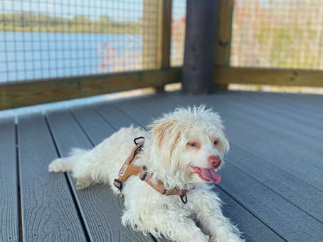 How Stella Royale Natural Pet Care Transformed My Dog's Coat