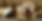 dog and cat video