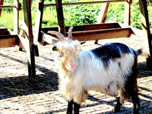 livestock animal