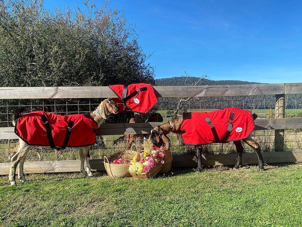 Animal Rugs, Blankets, Jackets, Covers & Blankets Australia & New Zealand