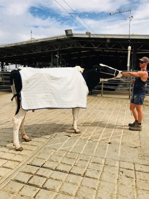 Animal Rugs, Blankets, Jackets, Covers & Blankets Australia & New Zealand