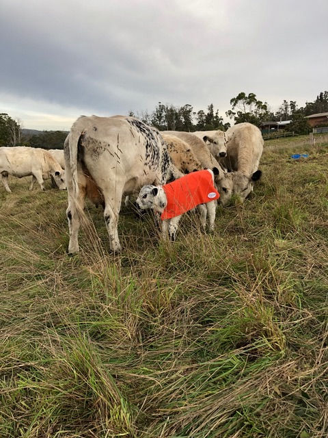 Animal Rugs, Blankets, Jackets, Covers & Blankets Australia & New Zealand