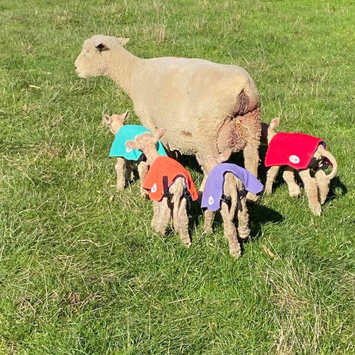 Lamb Rugs Same Size Multisize Pack with Pouch for Heat Pad