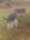 Animal Rugs, Blankets, Jackets, Covers & Blankets Australia & New Zealand