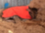 Animal Rugs, Blankets, Jackets, Covers & Blankets Australia & New Zealand