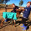 Thumbnail: Animal Rugs, Blankets, Jackets, Covers & Blankets Australia & New Zealand