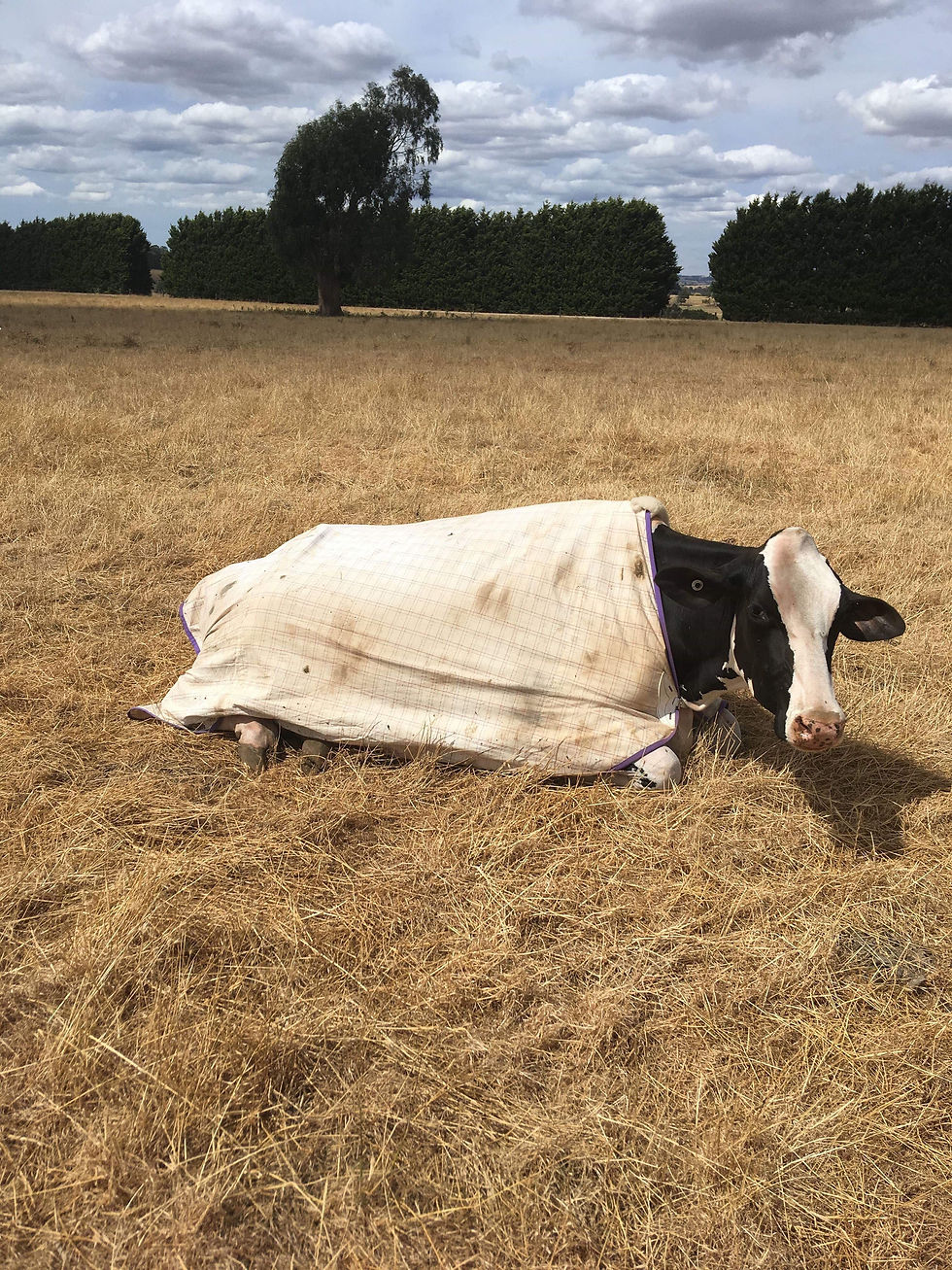 Animal Rugs, Blankets, Jackets, Covers & Blankets Australia & New Zealand