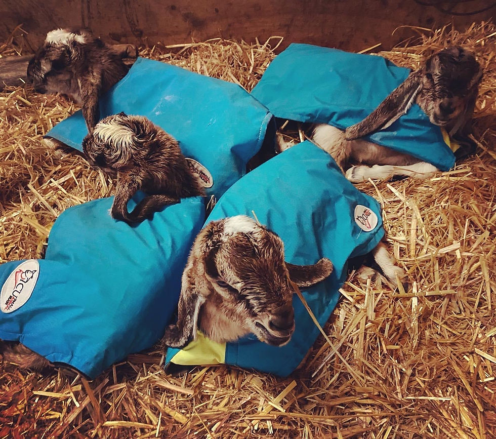 Thumbnail: Animal Rugs, Blankets, Jackets, Covers & Blankets Australia & New Zealand