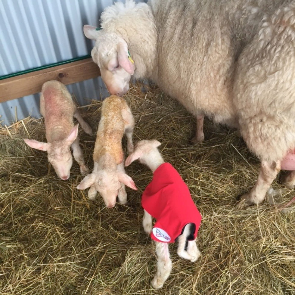 Thumbnail: Animal Rugs, Blankets, Jackets, Covers & Blankets Australia & New Zealand