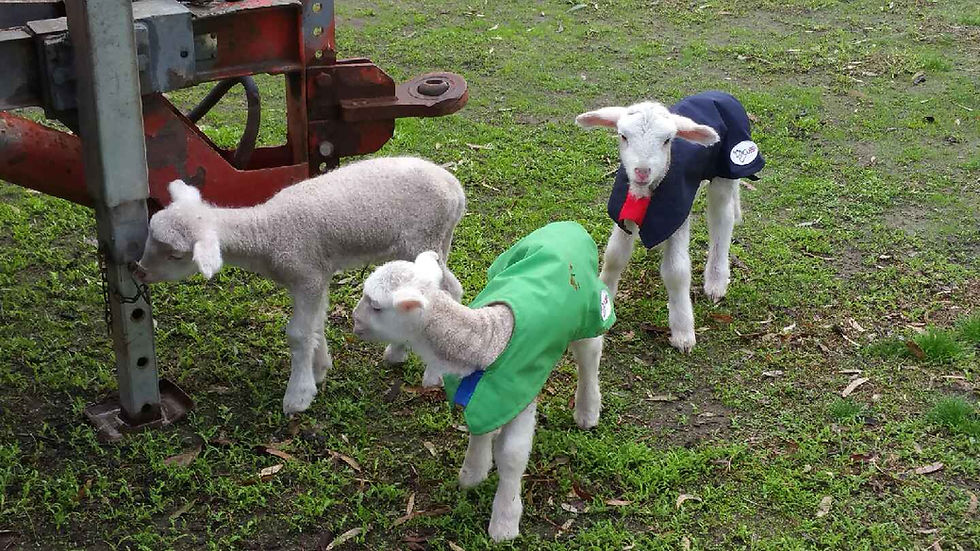 Thumbnail: Animal Rugs, Blankets, Jackets, Covers & Blankets Australia & New Zealand