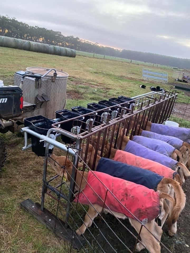 Animal Rugs, Blankets, Jackets, Covers & Blankets Australia & New Zealand