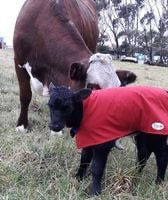 Thumbnail: Animal Rugs, Blankets, Jackets, Covers & Blankets Australia & New Zealand
