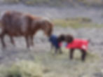 Animal Rugs, Blankets, Jackets, Covers & Blankets Australia & New Zealand