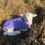 Thumbnail: Animal Rugs, Blankets, Jackets, Covers & Blankets Australia & New Zealand