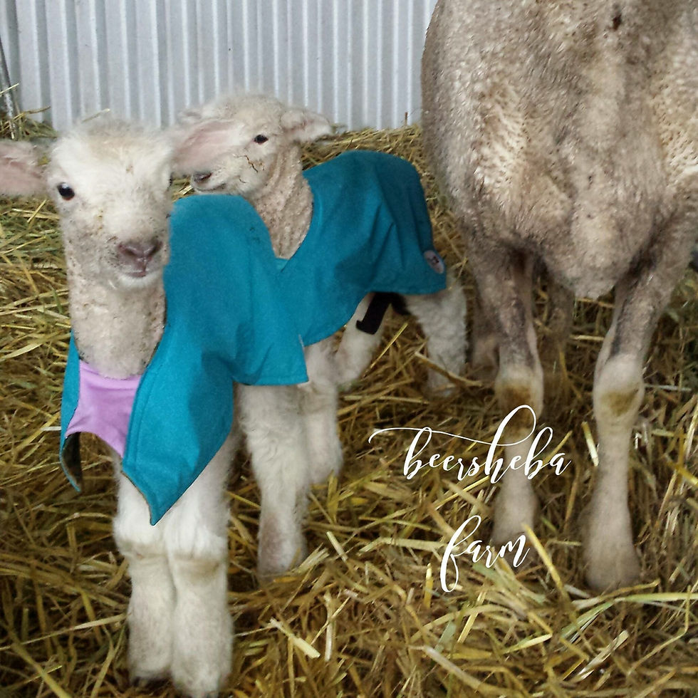 Thumbnail: Animal Rugs, Blankets, Jackets, Covers & Blankets Australia & New Zealand