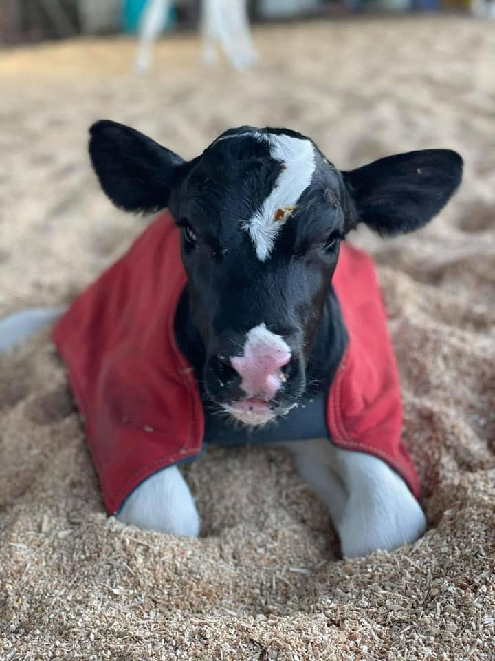Premature Calf Rugs, Covers, Blanket with pouch for Heat Pad
