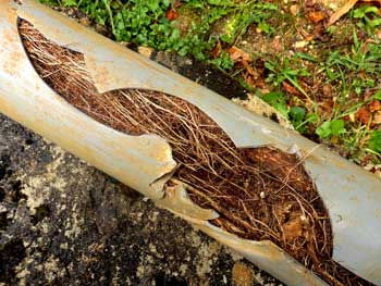 Broken Sewer Line? Now What?