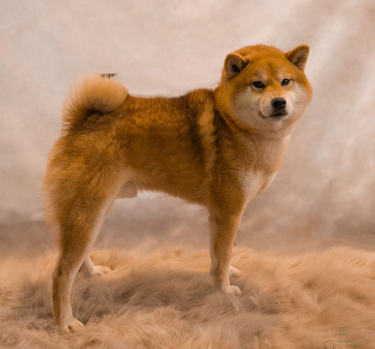 expo-canine-dimanche-264_edited.jpg