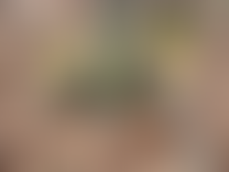 Dont mulch a tree above the root collar. Why? Read on!