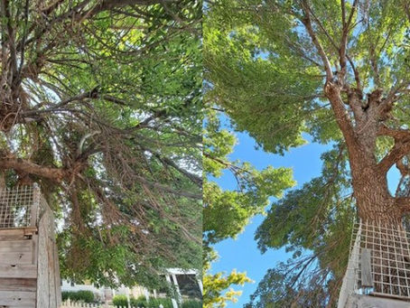 Why prune trees, anyways?