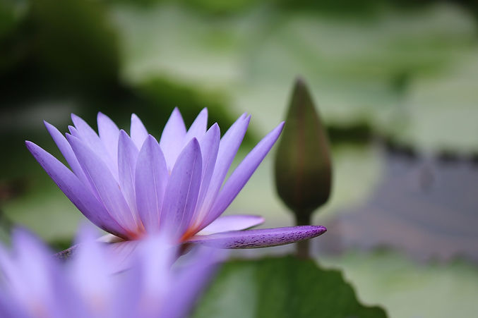 flower-5538547_1920(1).jpg