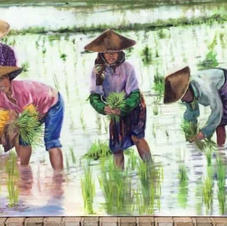 12_Sowing Seeds in the Philippines.jpeg