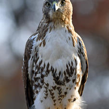 20_Red-tailed Hawk, High Park, Toronto.jpeg