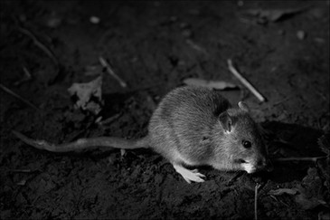 'Rat Are You Looking At' by Alan Hillen