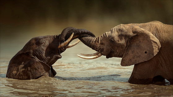 'Tying The Knot' by Alan Hillen - Accepted