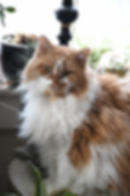 Zeena