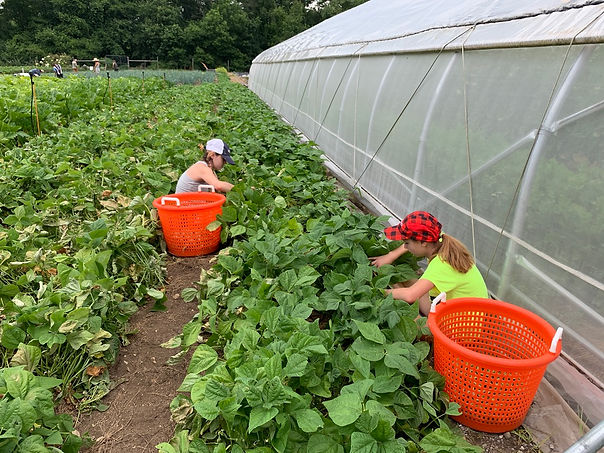 picking veg.jpeg