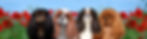 BACKCSCLUB BANNER
