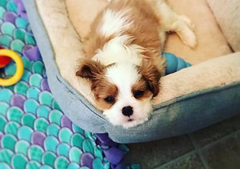Blenheim cavalier puppy
