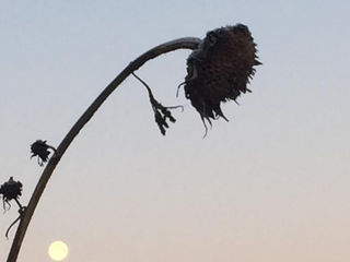 Sonne und Blume