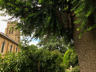 Christ Church Beechworth: Araucaria bidwillii (bunya pine) below the vestry