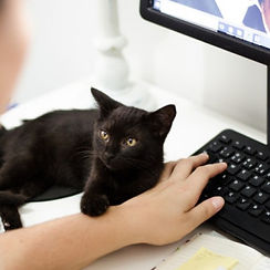black-cat-holding-persons-arm-1049764.jpg