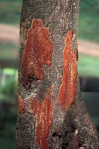 ブラジルボク(ペルナンブーコ)