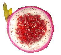 Jumeirah Shisha, waterpijp, fruitkop, fruit, waterpijp huren, shisha huren, al fakher, hookah, festival, events, evenementen, jumeirah, khalil mamoon, dubbel appel, huren, kopen, tabak, fruittabak