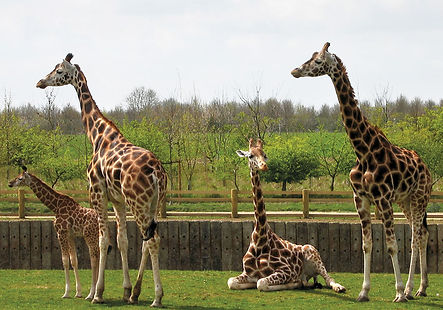 Giraffes at Banham Zoo