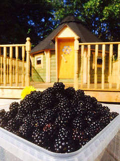 picking blackberries in suffolk with a pixie hut behind