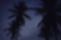 Silhouette of coconut trees in the evening sky.