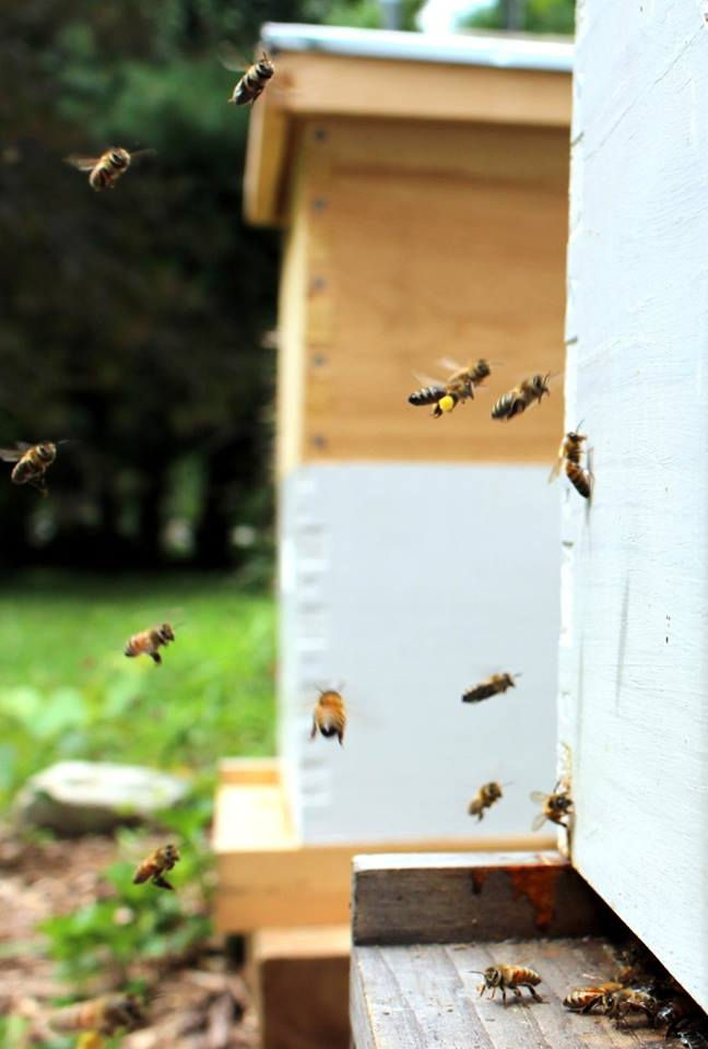 Beekeeping Ordinances in Michigan