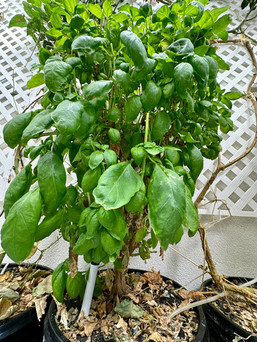Basil