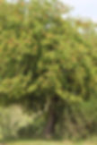 Common Apple Tree