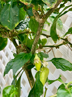 Pepperoncini Peppers