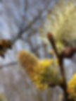 Pussy Willow